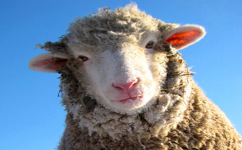 Animal Sanctuary Book Wins Award