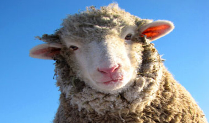 Farm-Sanctuary_Lucky-Lady