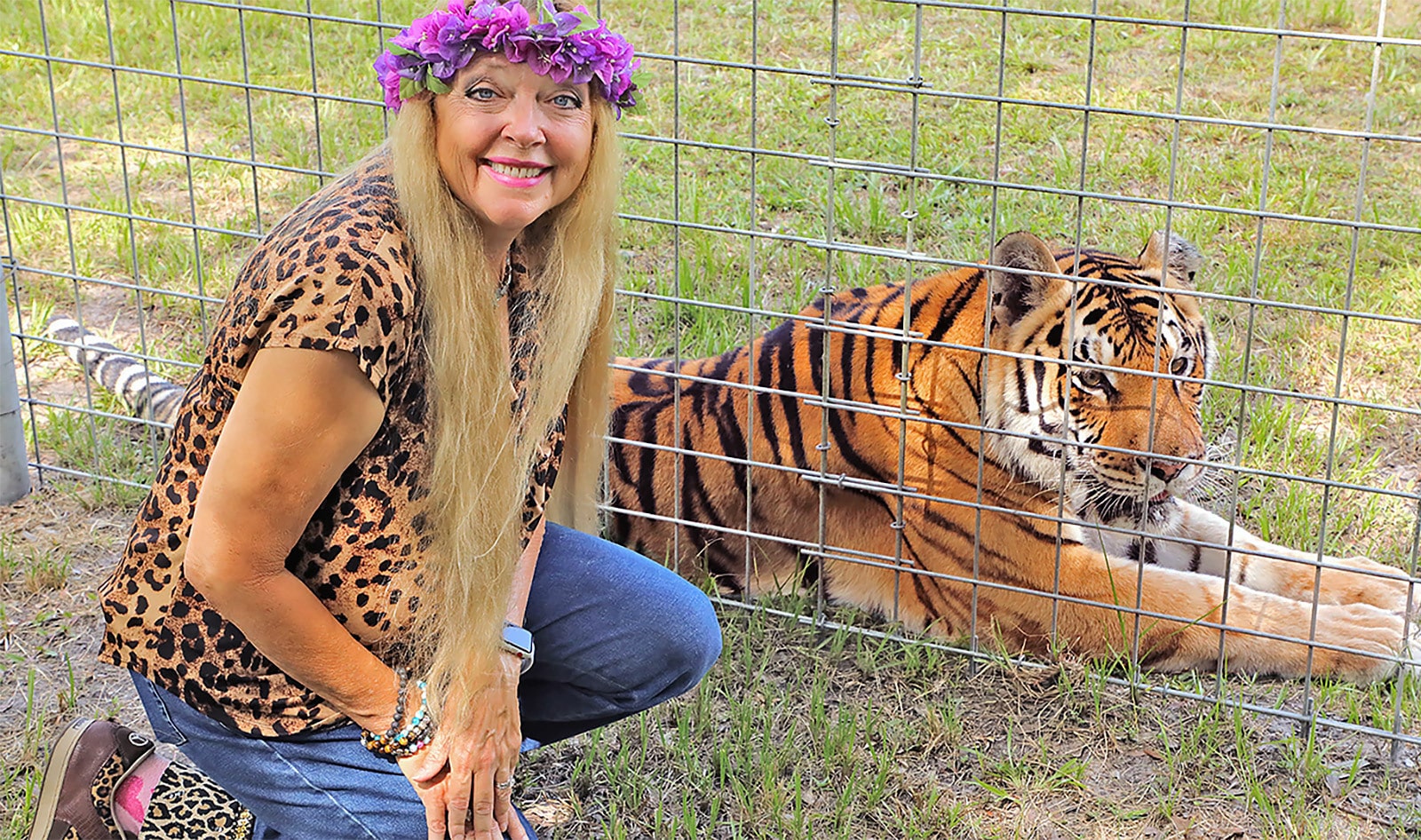 Cubs and Tigers Face Off