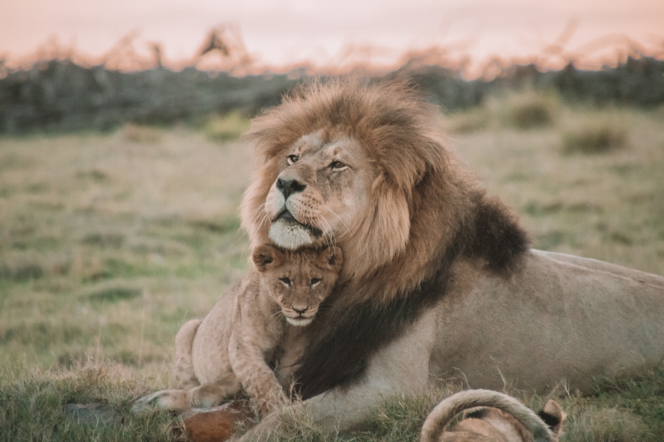 VegNews.LionandCub.Unsplash