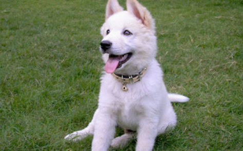 Bali Slaughters Wild Dogs