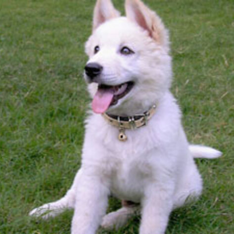 MA to Ban De-Barking