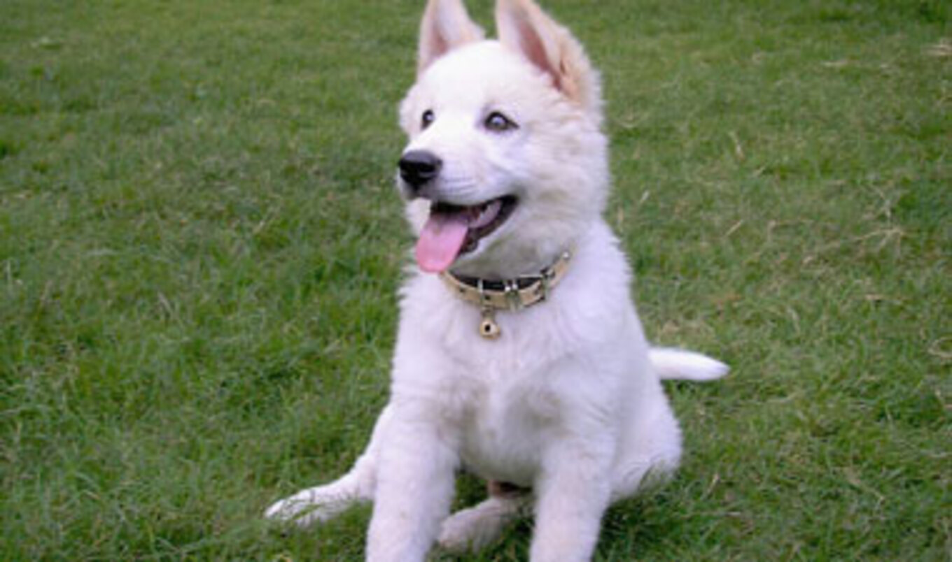 MA to Ban De-Barking