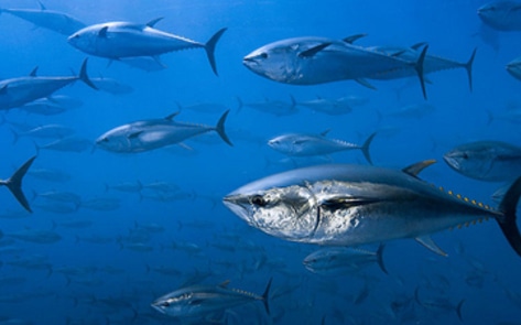 Consumer Groups Ask USDA to Ban Tuna from Schools