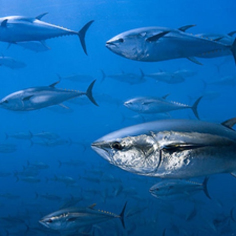 Consumer Groups Ask USDA to Ban Tuna from Schools
