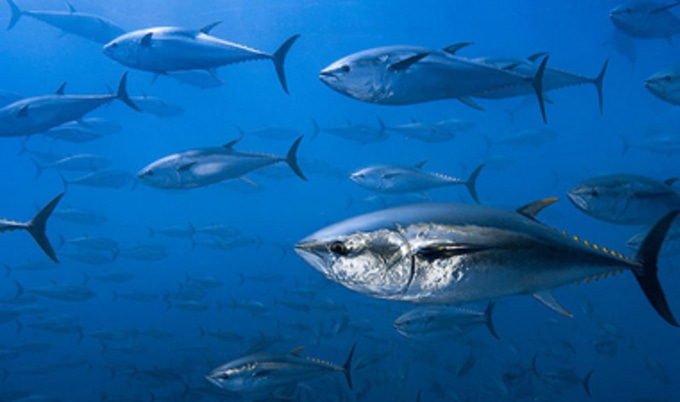 bluefintunaVND