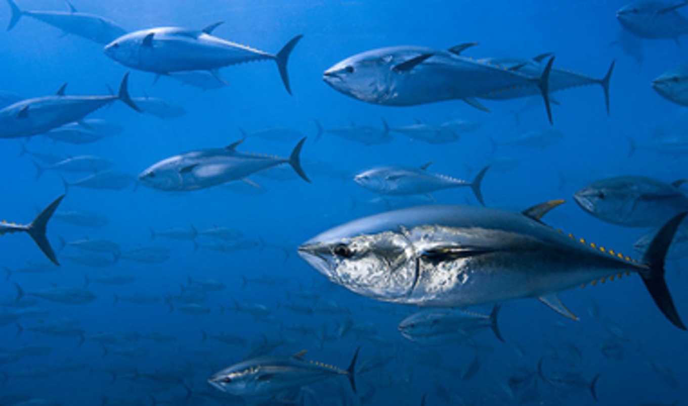 America's Seafood Consumption Experiences Decline