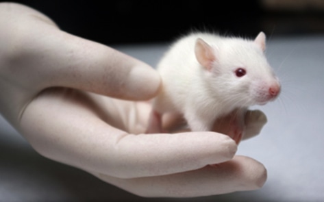 U. of Colorado-Boulder Reconsiders Animal Testing