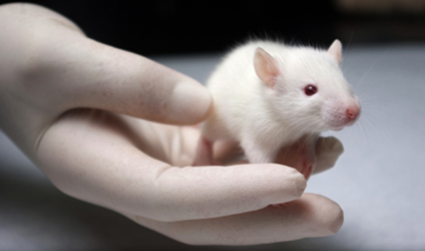U. of Colorado-Boulder Reconsiders Animal Testing
