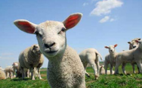 Study: Sheep Solve Problems