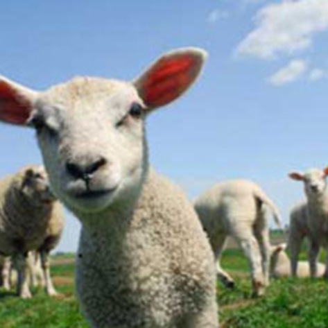 Study: Sheep Solve Problems