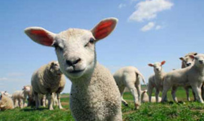 lambfieldVND