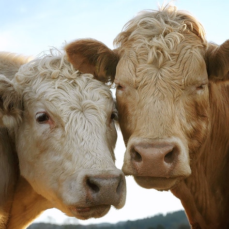 Do Cows Have Best Friends? The Answer Will Warm Your Heart (And Make You Question What's On Your Plate)