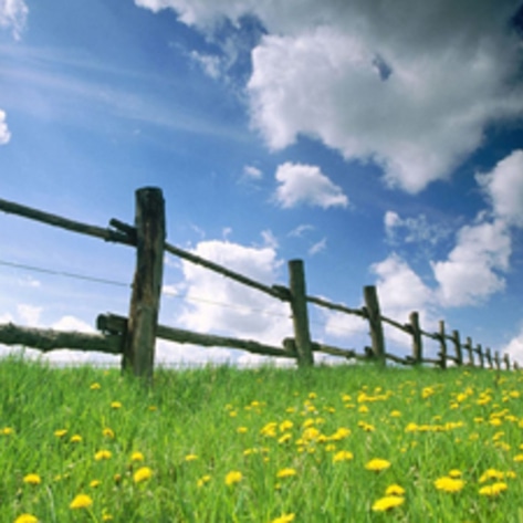 UN Study Details Environmental Need for Less Meat