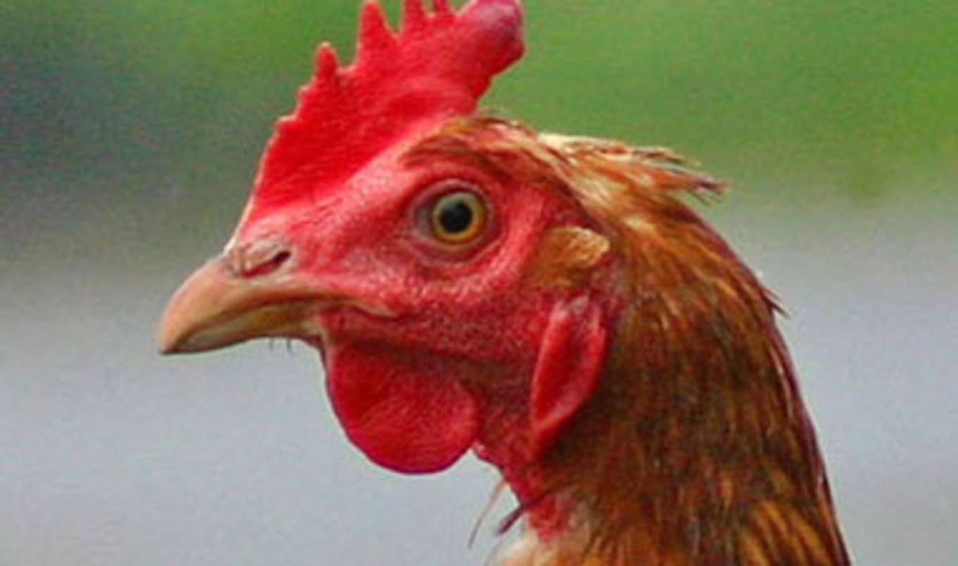 Arsenic Found in Utah Eggs