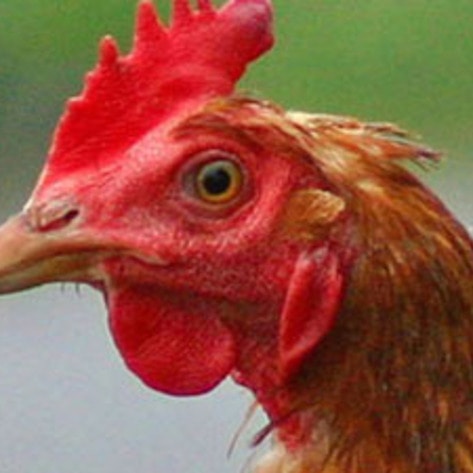 Religious Ritual Killing