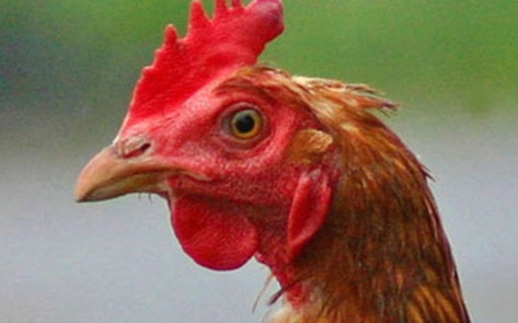 Student Designs Chicken Matrix