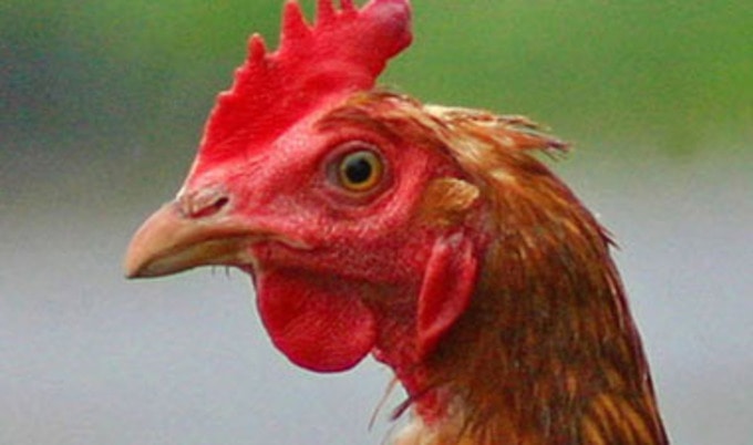 VND.chicken