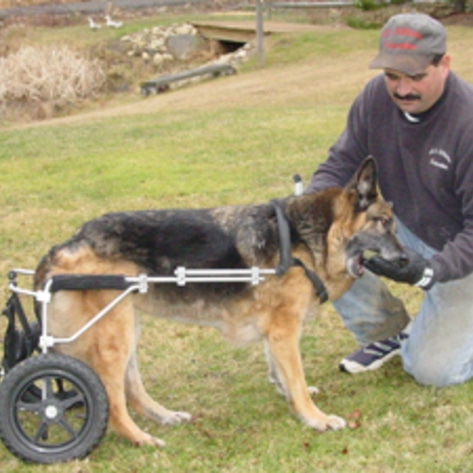 Road Trip for Animals