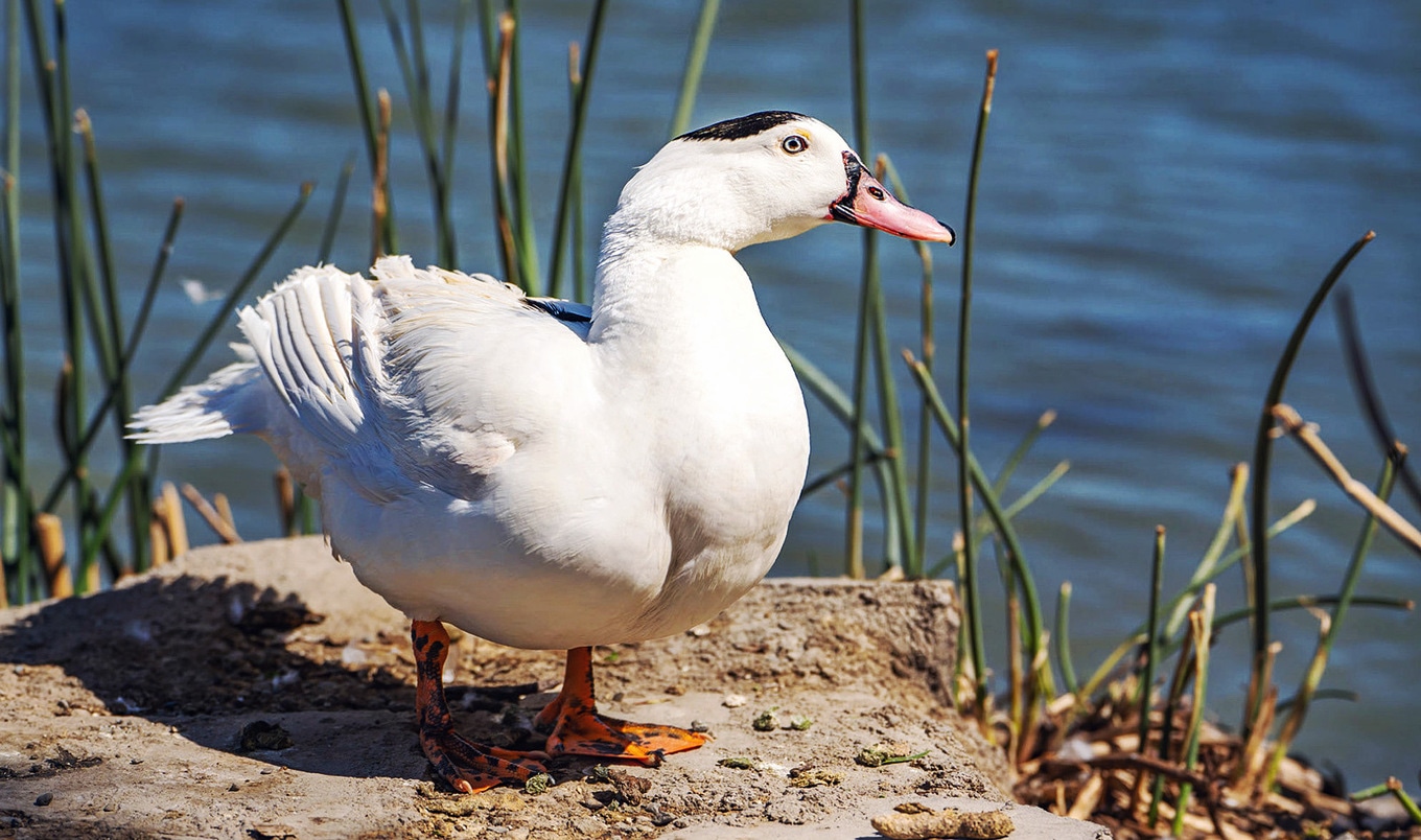 VegNews.WhatIsFoieGras.AdobeStock