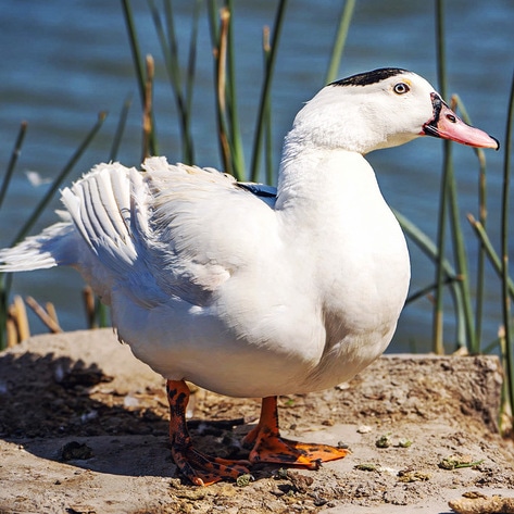 What Is Foie Gras? And Is It Cruelty-Free?&nbsp;