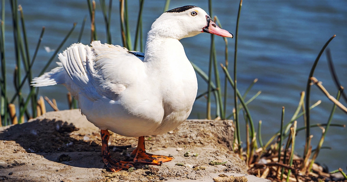 What Is Foie Gras? And Is It Cruelty-Free? - Vimarsana News