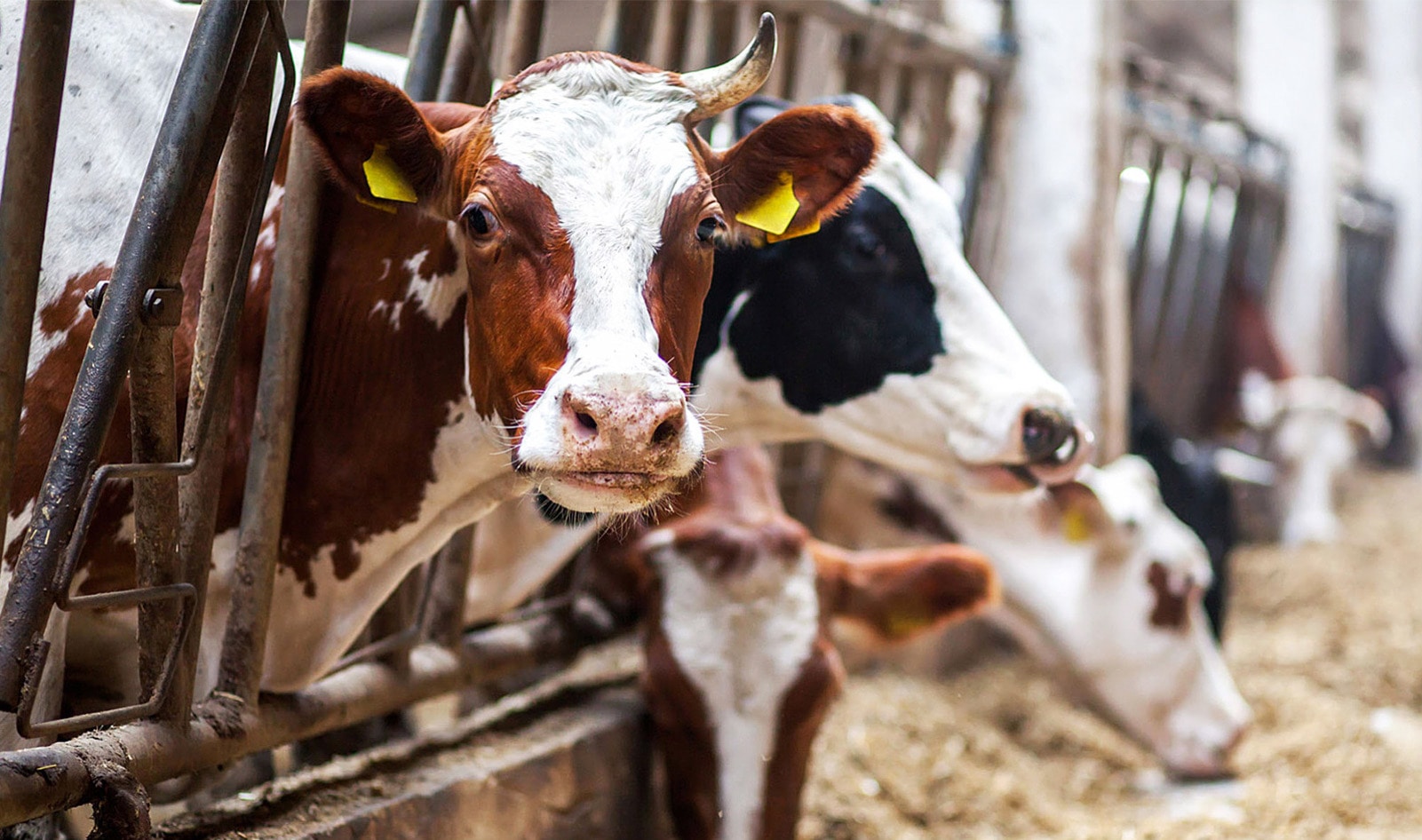 What Is Factory Farming, Exactly? Here's Why It's Time To Change the Food System&nbsp;