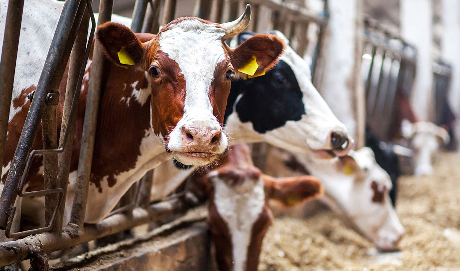 What Is Factory Farming, Exactly? Here's Why It's Time To Change the Food System | VegNews What Is Factory Farming, Exactly? Here's Why It's Time To Change the Food System | VegNews