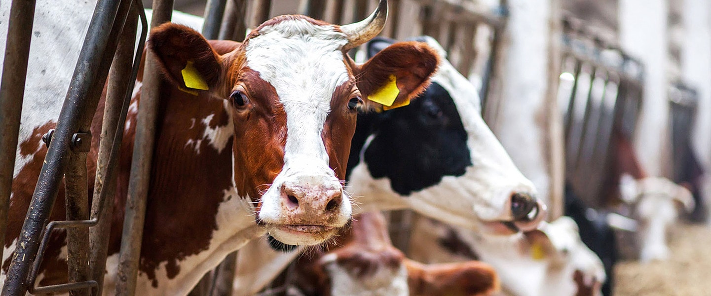 What Is Factory Farming, Exactly? Here's Why It's Time To Change the Food System 