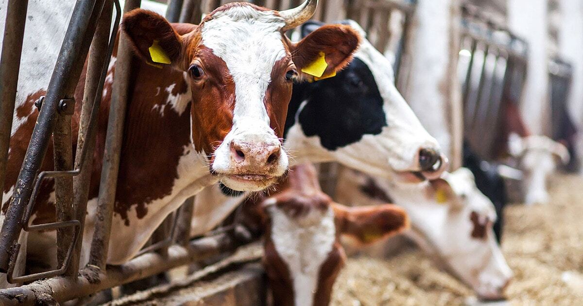 Here's Why It's Time to Change the Food System and Move Away From Factory Farming