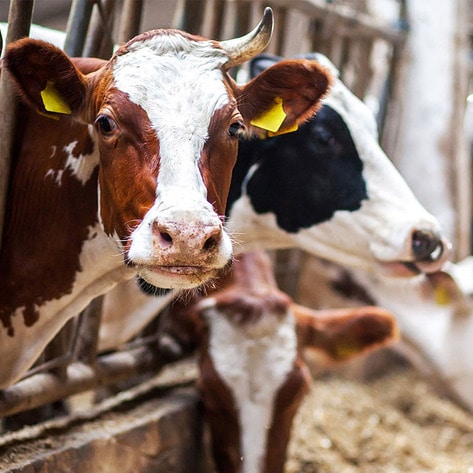 What Is Factory Farming, Exactly? Here's Why It's Time To Change the Food System&nbsp;