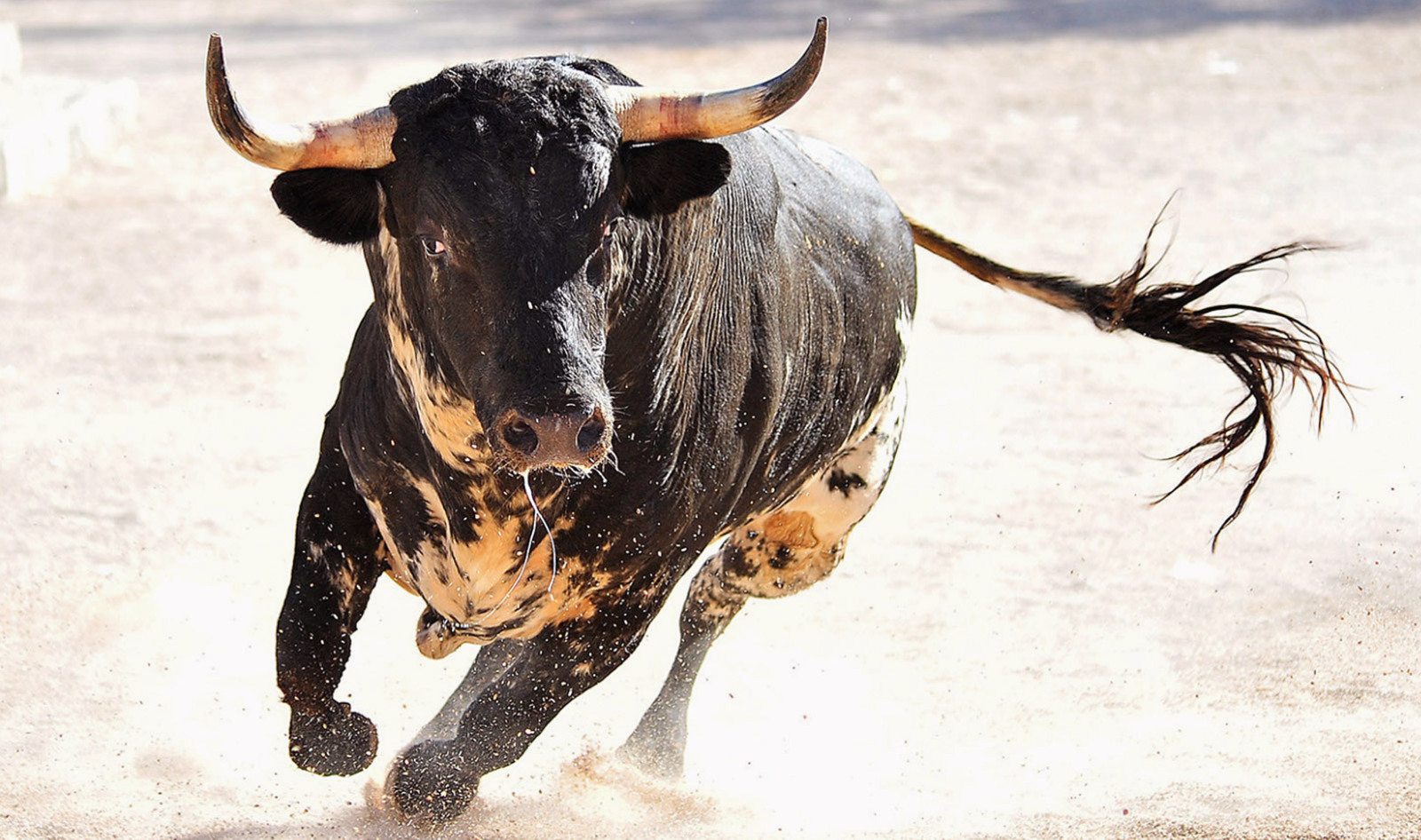 World's First Sanctuary for Spanish Bulls Rescued From Bullfighting Opens  in Colombia | VegNews