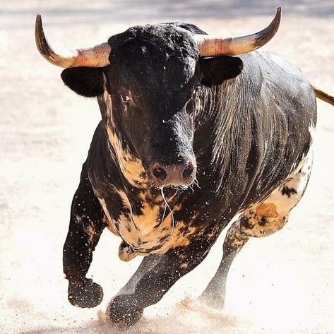 World's First Sanctuary for Spanish Bulls Rescued From Bullfighting Opens in Colombia