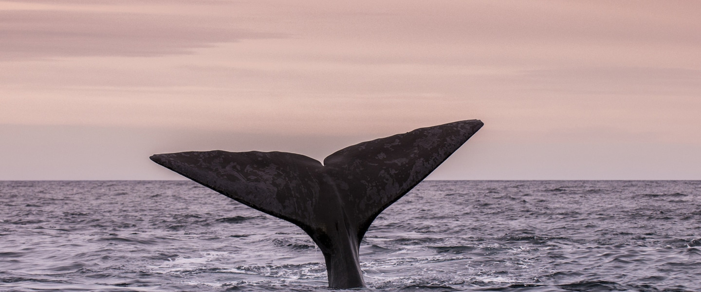 To Save the Whales, We Need to Stop Eating Lobster—Here's Why 