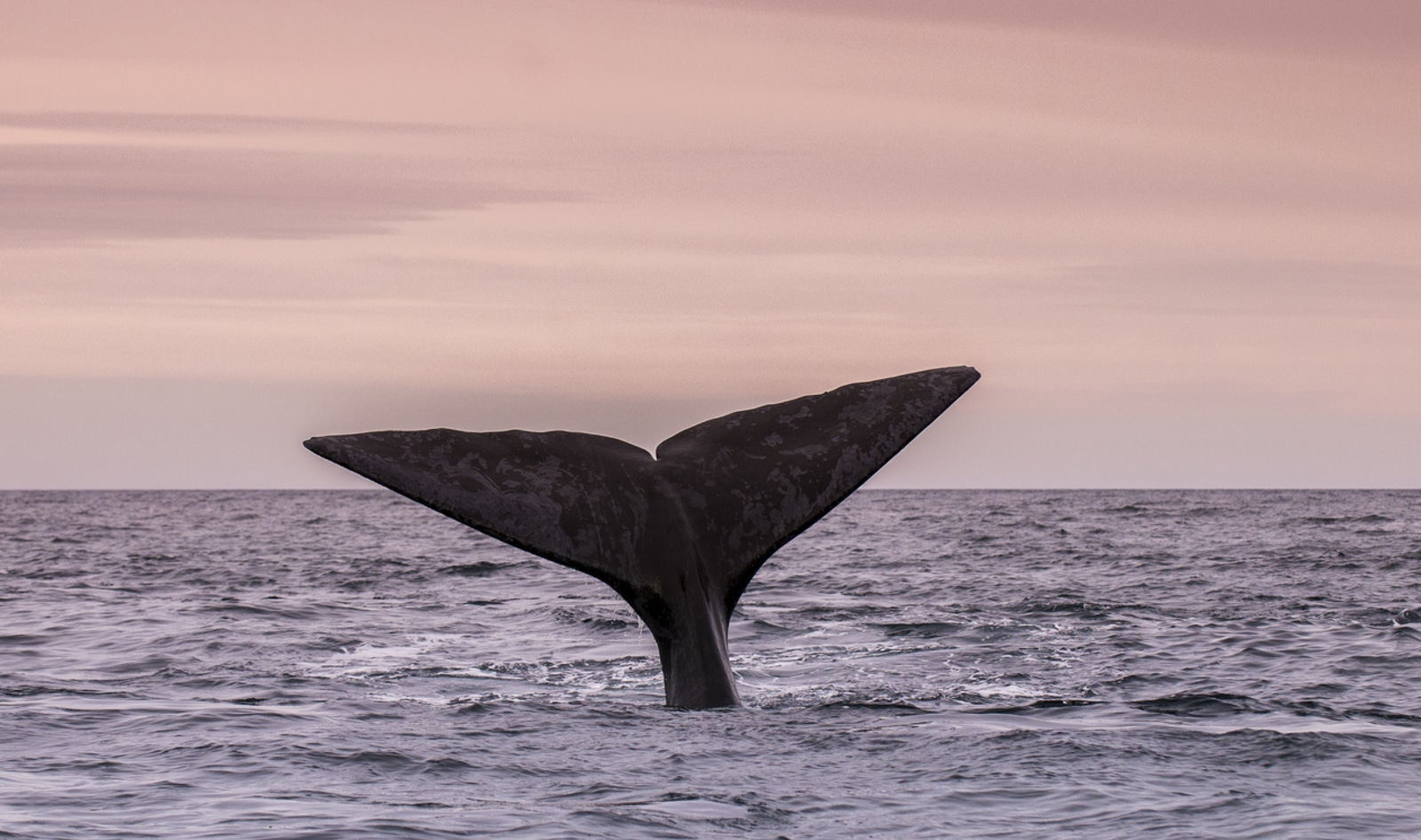 To Save the Whales, We Need to Stop Eating Lobster—Here's Why 