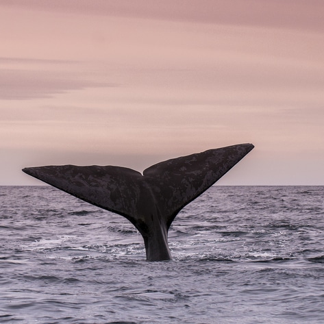 To Save the Whales, We Need to Stop Eating Lobster—Here's Why 