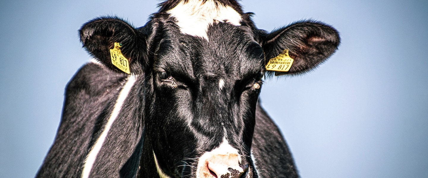 The Problem With Cloning 'Super Cows' to Increase Dairy Production