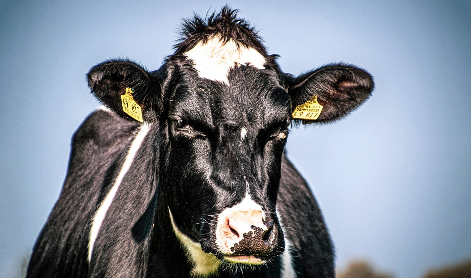 The Problem With Cloning 'Super Cows' to Increase Dairy Production