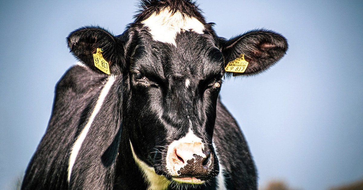 The Problem With Cloning "Super Cows" to Increase Dairy Production - Vimarsana News
