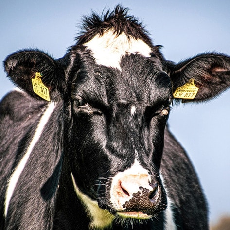 The Problem With Cloning 'Super Cows' to Increase Dairy Production