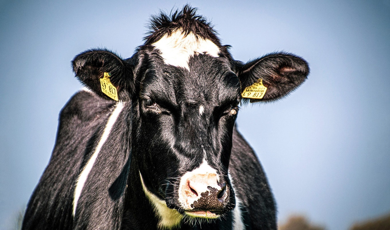 VegNews.CloningDairyCows.Pexels.MatthisVolquardsen