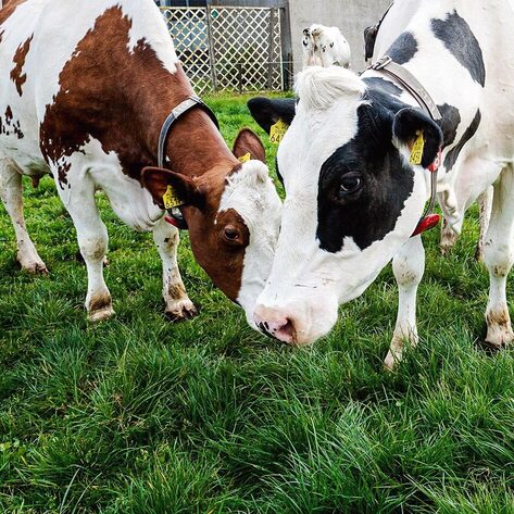 Cutting Out the Cow: New Project Aims to Make Vegan Meat Directly From Grass Proteins
