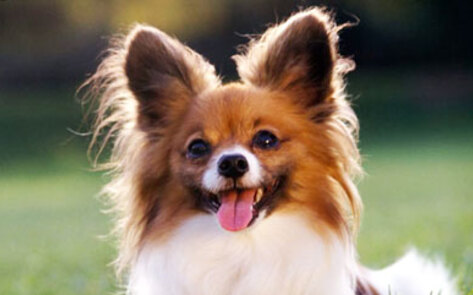 13 Adoptable Pups for National Puppy Day