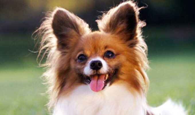 Featurette.DogFood