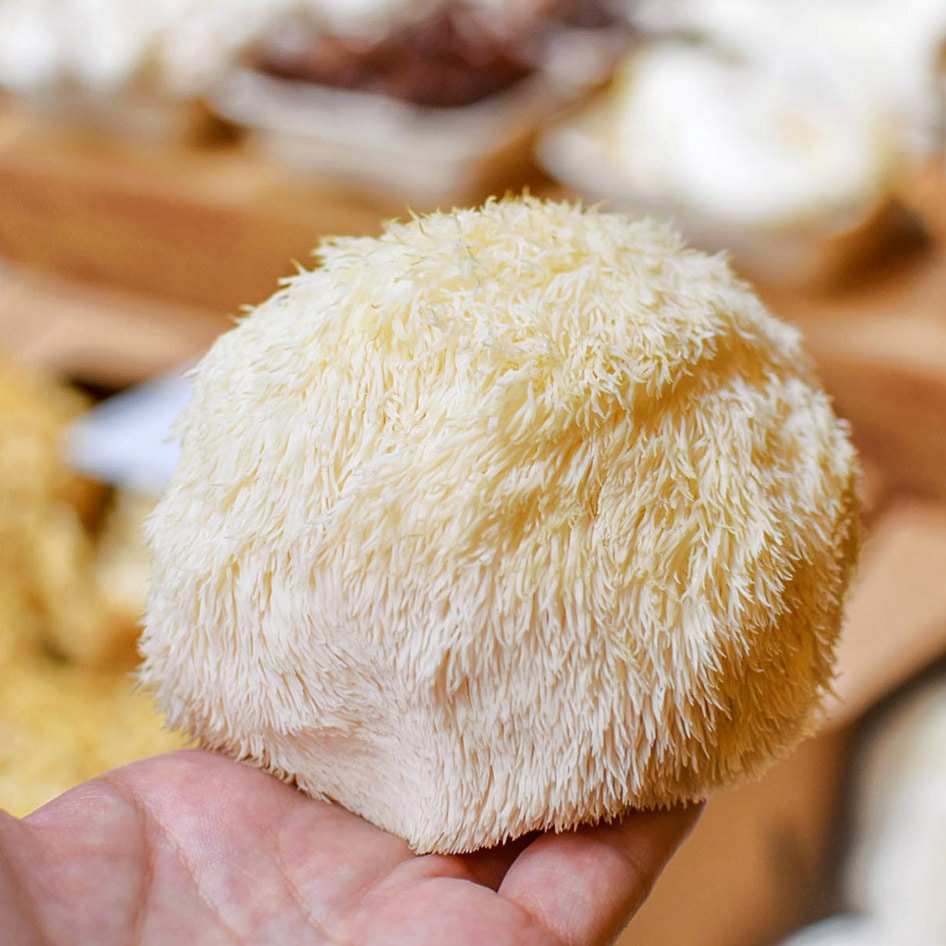 This One Type of Mushroom Can Boost Memory, Study Finds