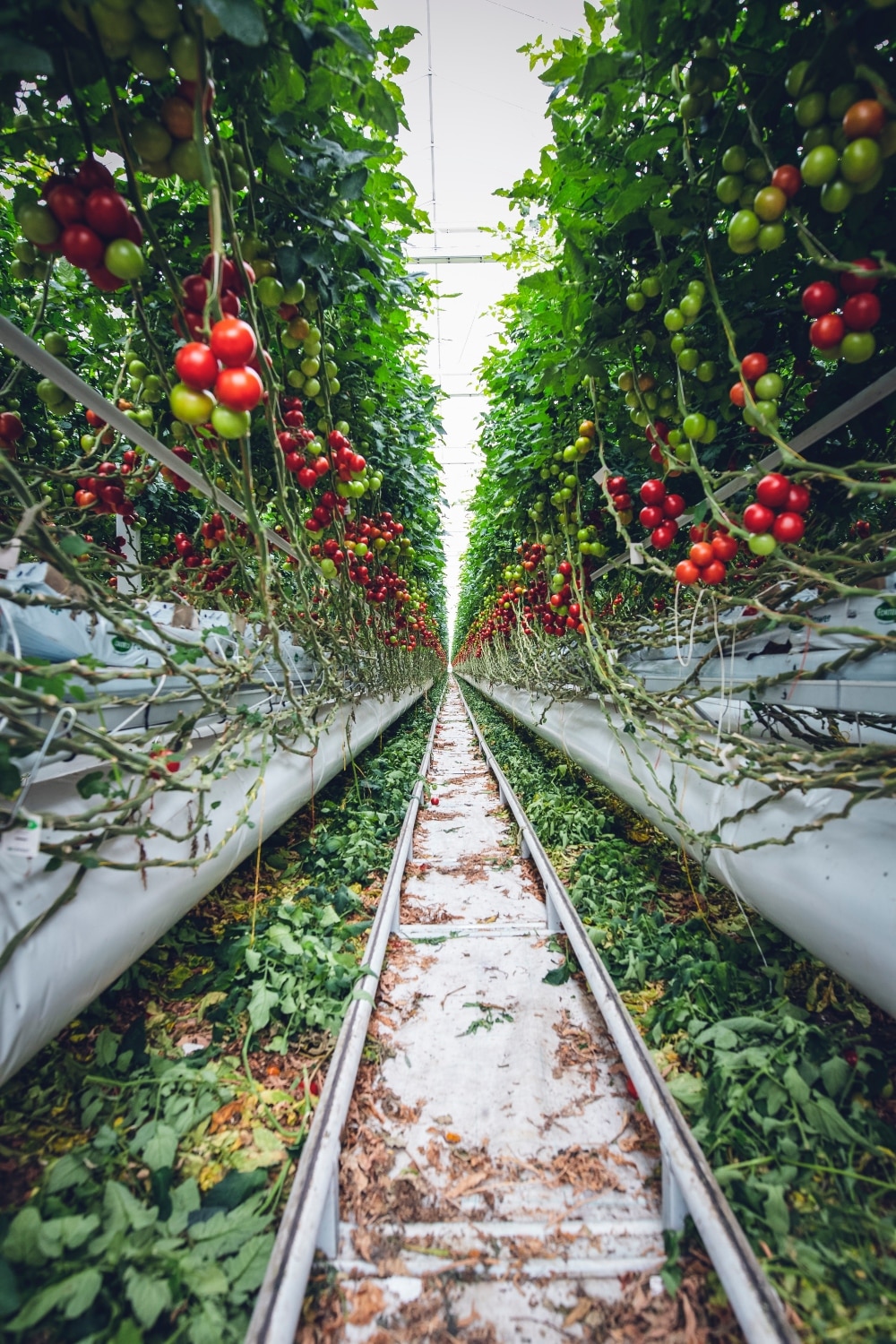 VegNews.growingtomatoes.Pexels