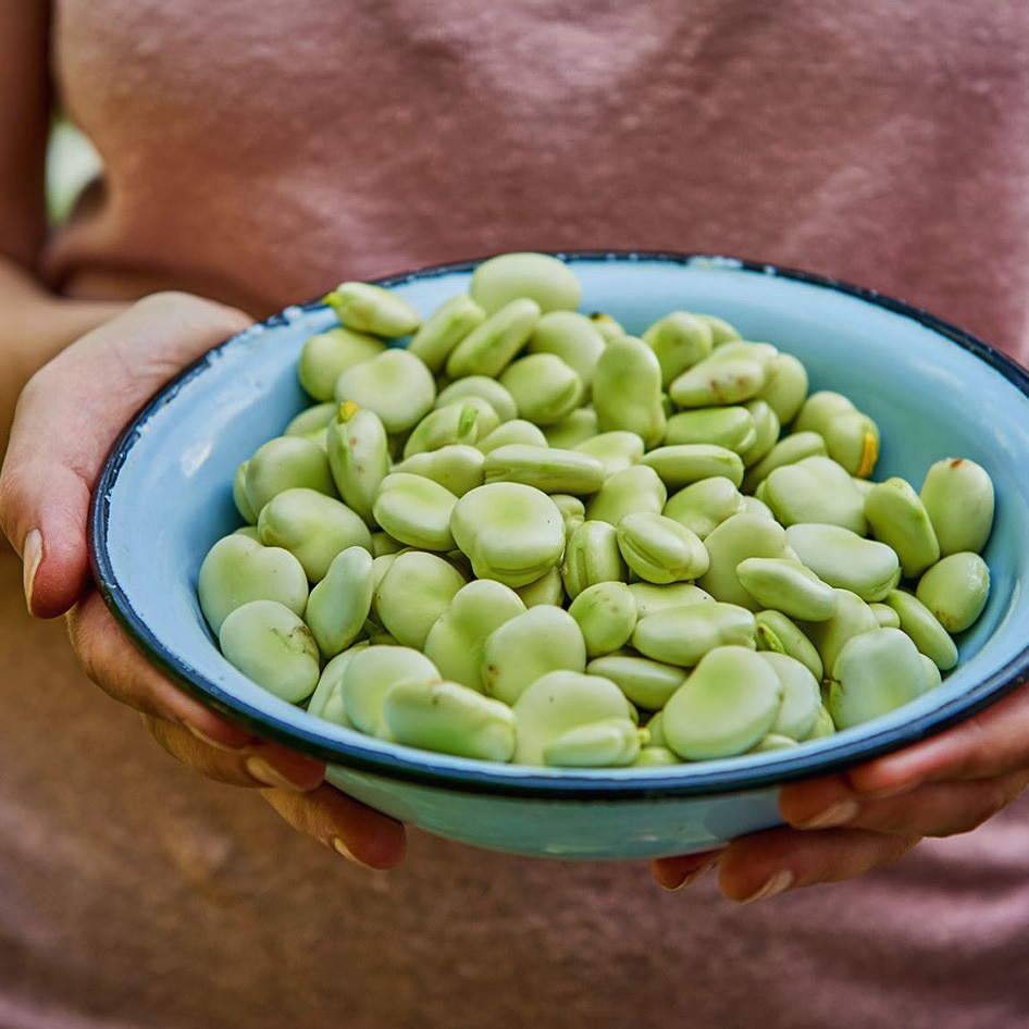 Fava Beans, Not Milk, Do Muscles Good, Study Finds