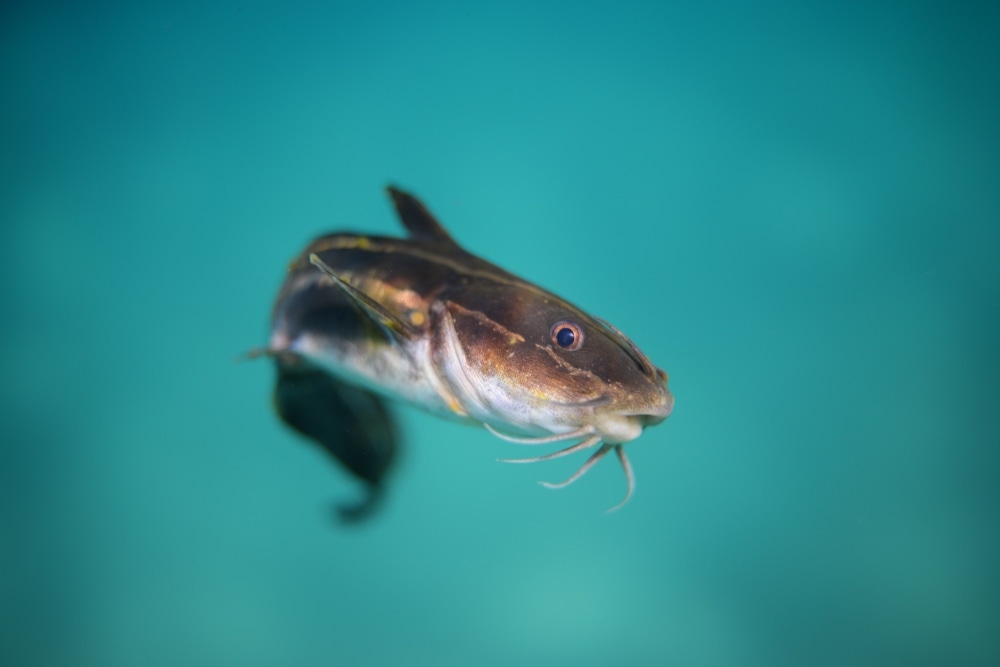 Freshwater Fish and 'Forever Chemicals' Health Issues