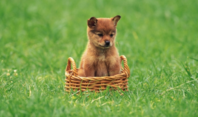 puppygrassfeaturette