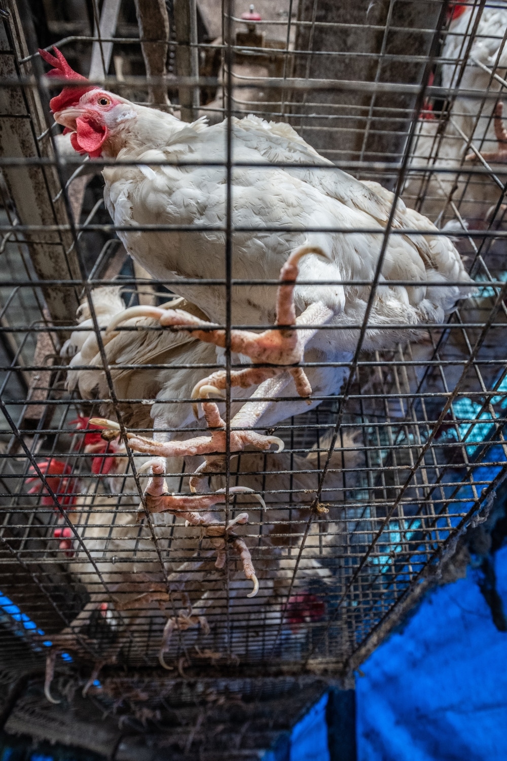 VegNews.factoryfarmchicken.Unsplash